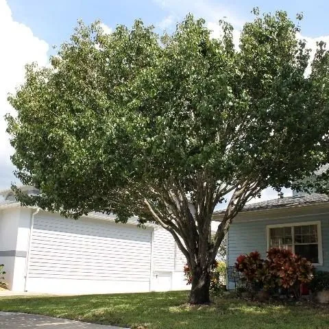 thumbnail for publication: Pyrus calleryana: 'Bradford' Callery Pear